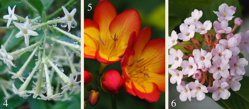 21 plants for a fragrant garden