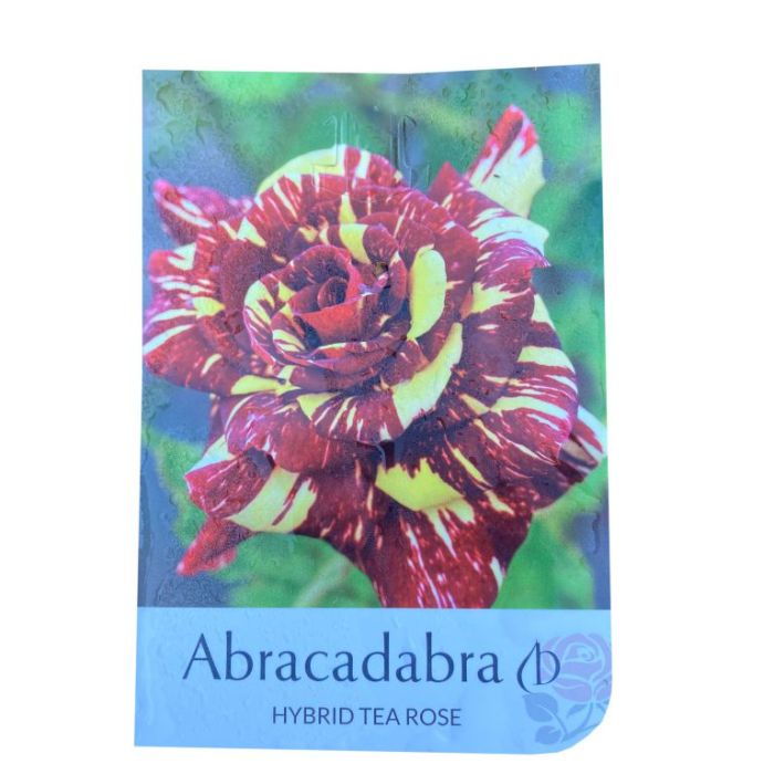 Abracadabra Rose  ] 1085490200 - Flower Power