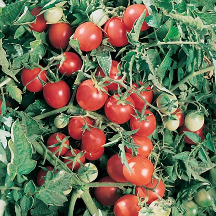 Tomato Berrylicious  ] 1673490125 - Flower Power