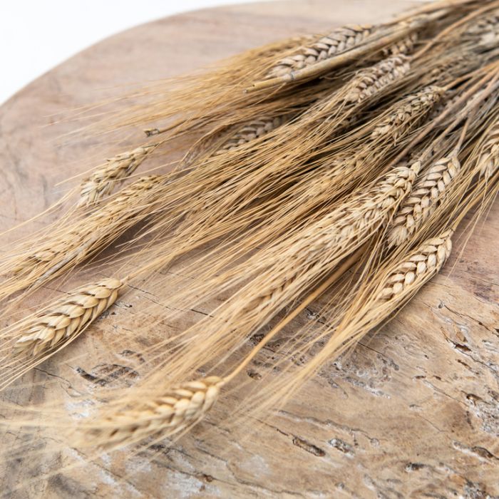 Dried Wheat Natural  ] 189766 - Flower Power
