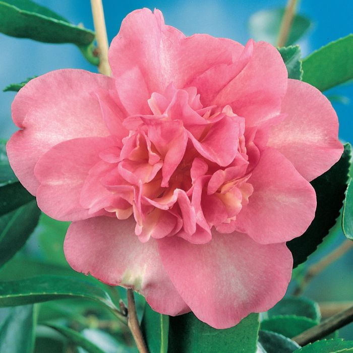 Camellia Sasanqua Lucinda  ] 2533900190P - Flower Power