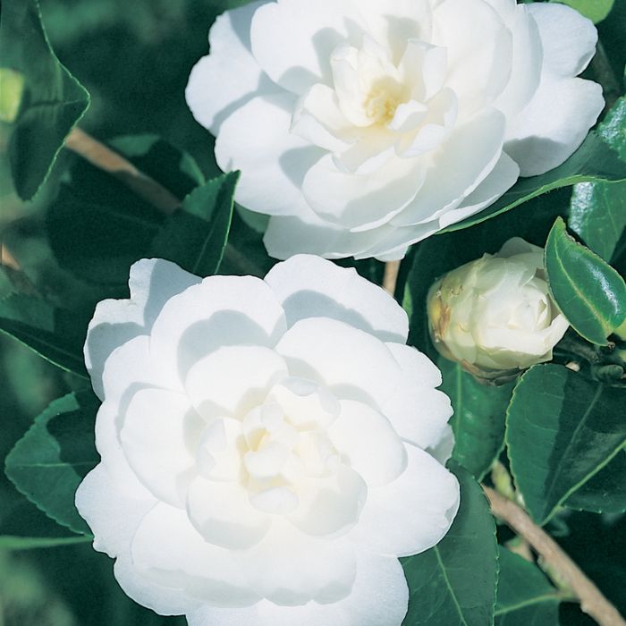 Camellia Sasanqua Fuji-No-Mine  ] 2860500190P - Flower Power