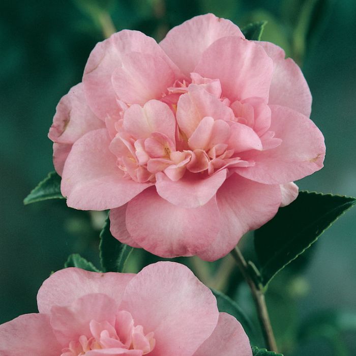 Camellia Sasanqua Jennifer Susan  ] 2860700190P - Flower Power