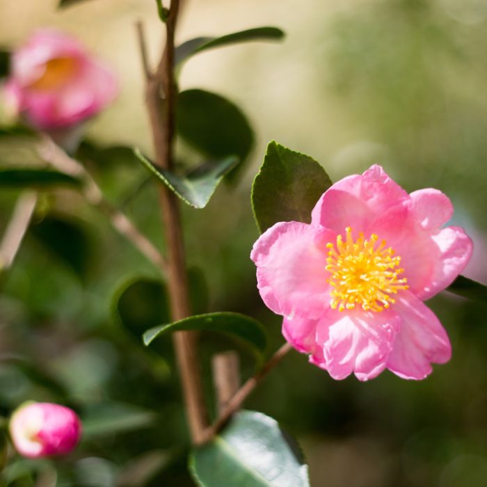 Camellia Sasanqua Plantation Pink  ] 2861000190P - Flower Power