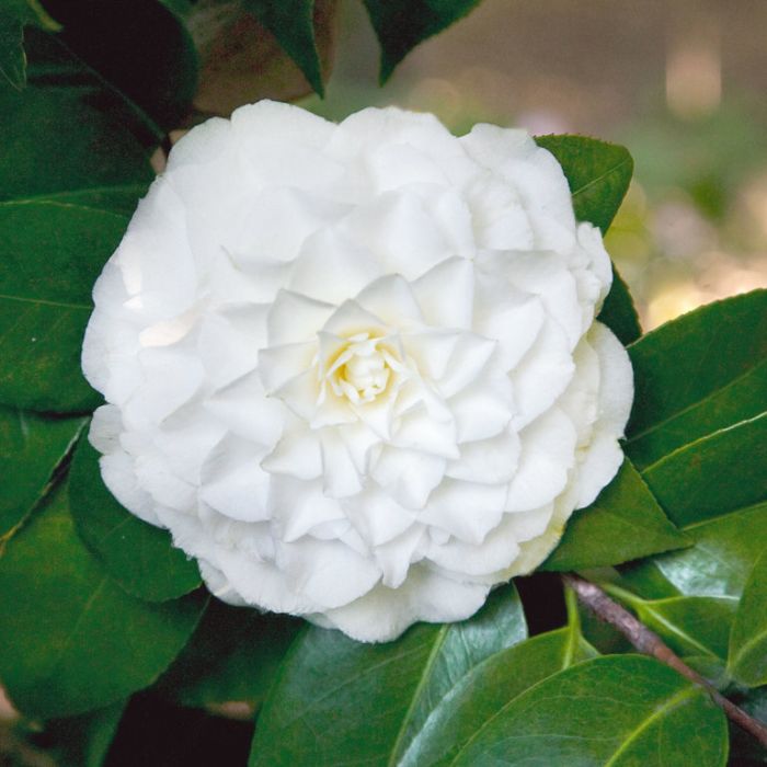 Camellia Japonica Margaret Hertrich  ] 3177800200P - Flower Power