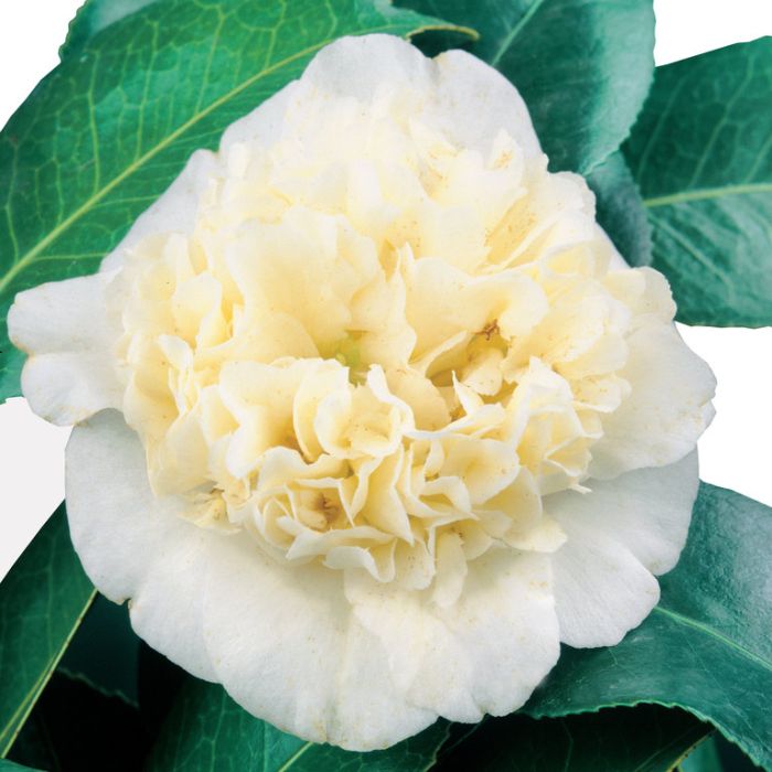 Camellia Japonica Brushfield's Yellow  ] 4247400190P - Flower Power