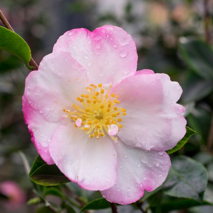 Camellia Sasanqua Paradise Betty Lynda  ] 4694200190P - Flower Power