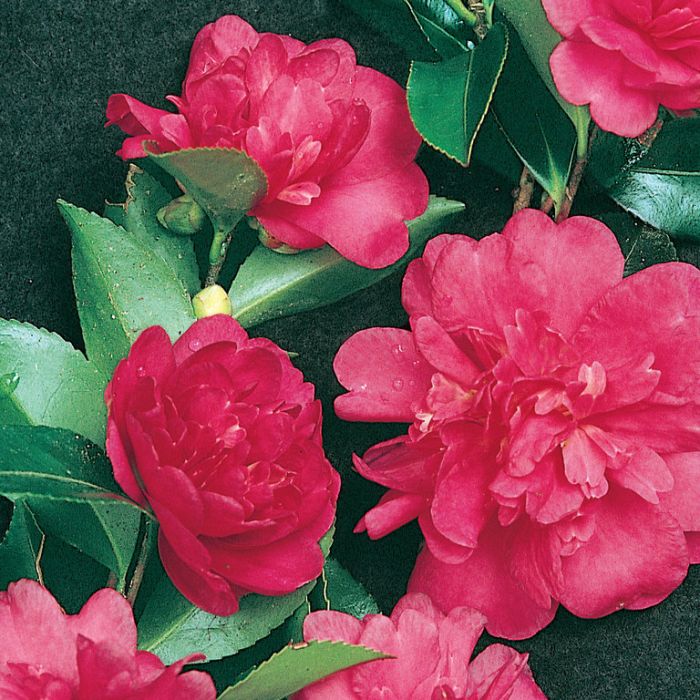 Camellia Sasanqua Paradise Caroline  ] 4694400190P - Flower Power