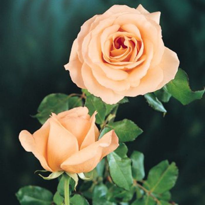 Apricot Nectar Rose  ] 4781900200P - Flower Power