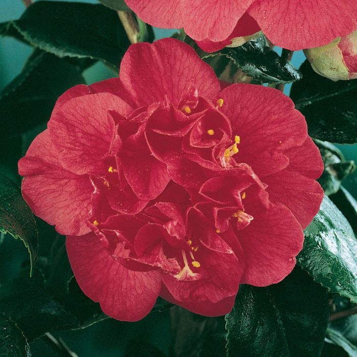 Camellia Japonica Odoratissima  ] 9005510200P - Flower Power