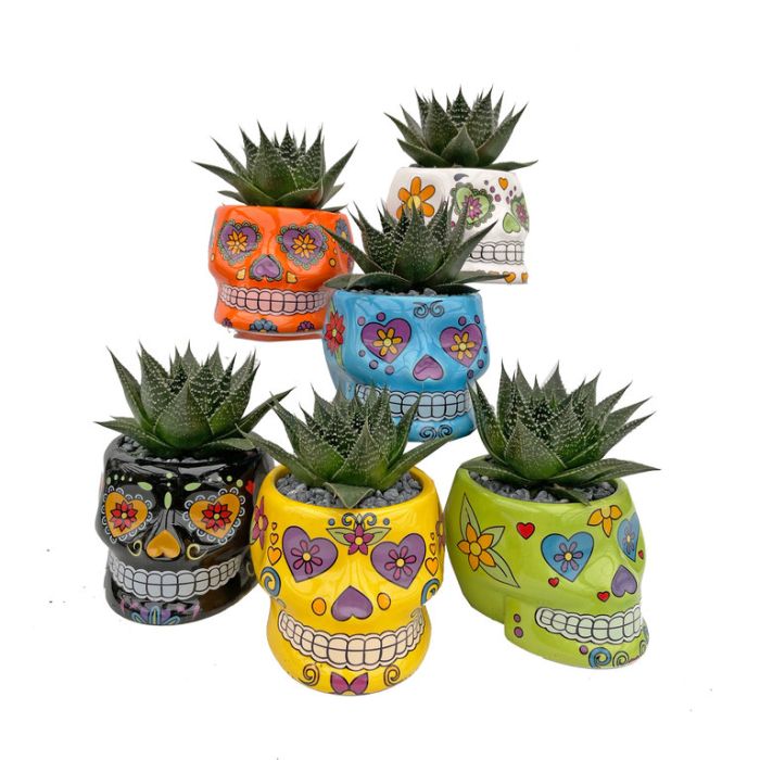Living Trends Ceramic Skull Planter Assorted  ] 9031449999 - Flower Power