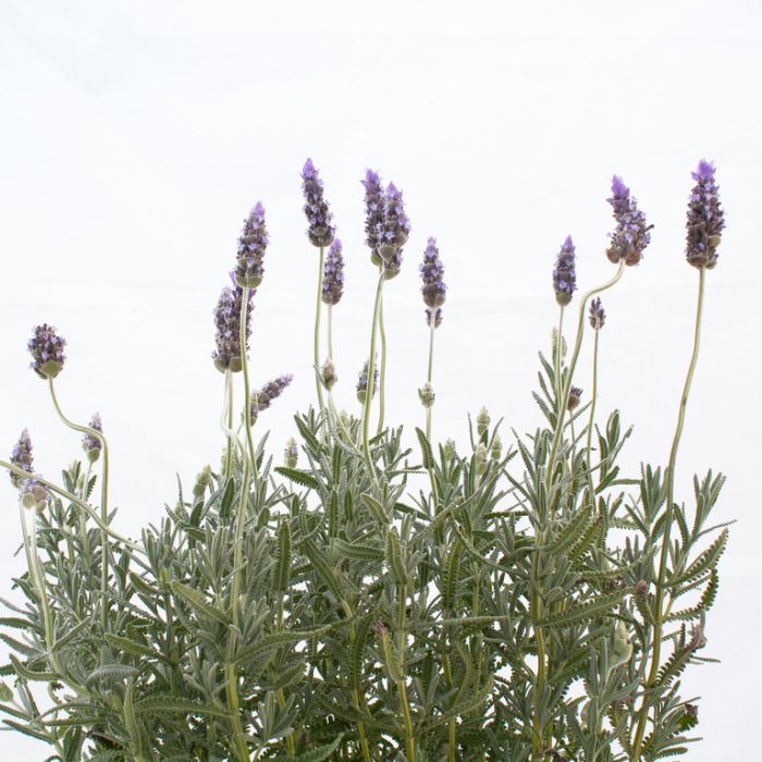 Lavender French Revolution  ] 9321846027121P - Flower Power