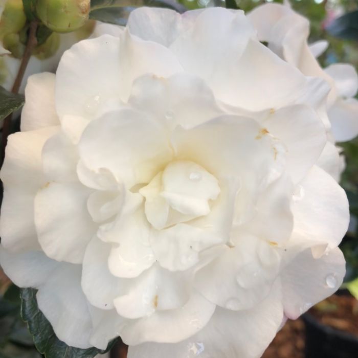 Camellia Sasanqua Slimline Avalanche  ] 9331225294839P - Flower Power