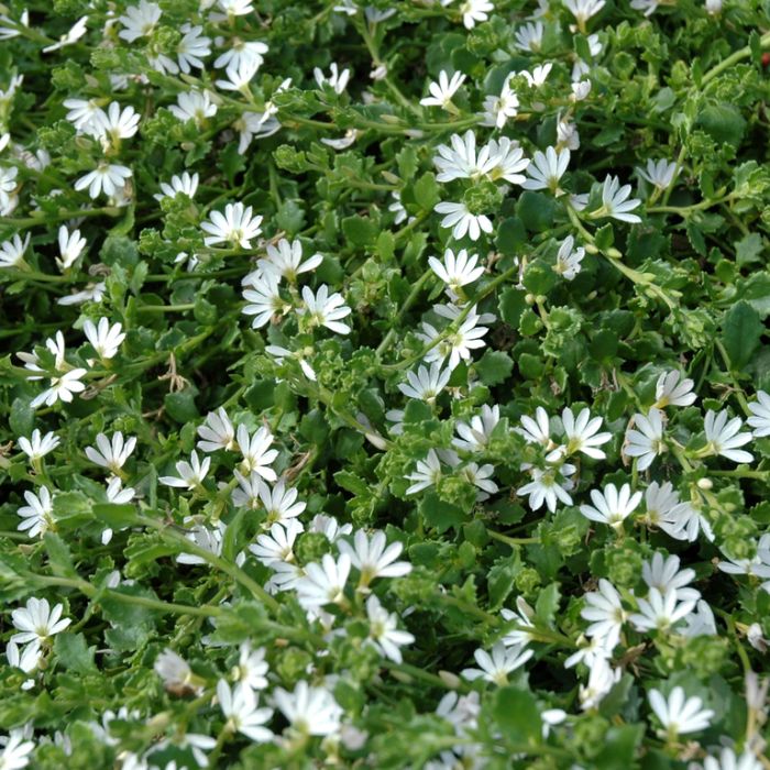 Scaevola White Carpet  ] 9336922010522 - Flower Power