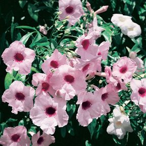 Pandorea jasminoides  ] 090810P - Flower Power