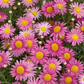 Madeira Daisy Deep Pink  ] 1353500140 - Flower Power