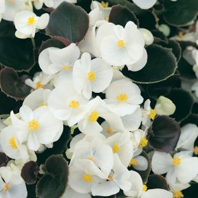 Begonia Dark Leaf White  ] 1362061006P - Flower Power