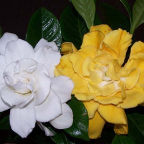 Gardenia Whitegold  ] 1524280125P - Flower Power