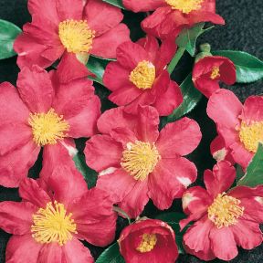 Camellia Sasanqua Paradise Petite Sylvia  ] 1524740140P - Flower Power