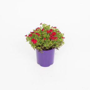 Calibrachoa Callipetite Red  ] 1551860140 - Flower Power