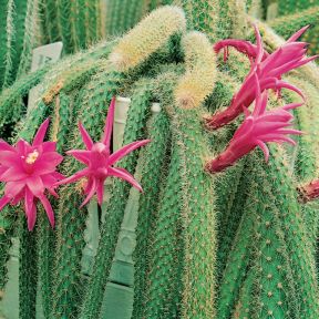 Rat Tail Cactus  ] 184173 - Flower Power
