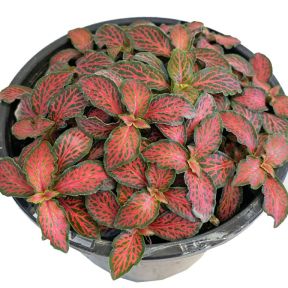Fittonia Red Flame  ] 191732 - Flower Power