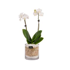 Living Trends Glass Cylinder Orchid  ] 9001209999 - Flower Power