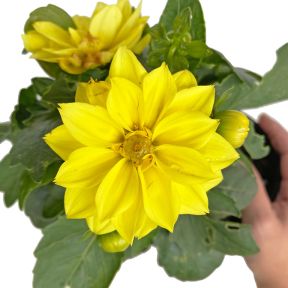 Dahlia Grandalia Yellow  ] 9011770140 - Flower Power