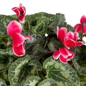 Cyclamen Latinia Faint Red  ] 9037280140 - Flower Power