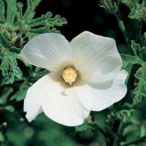 Native White Hibiscus  ] 9336922000516P - Flower Power