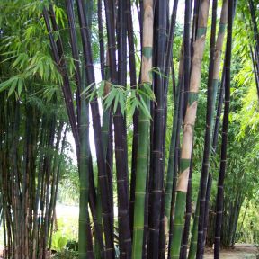 Bamboo Timor Black  ] 9337886000000P - Flower Power