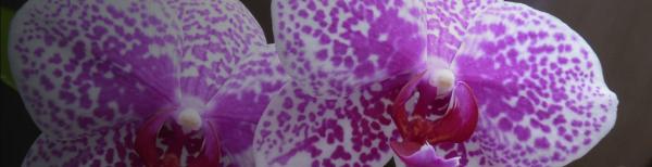 Caring for phalaenopsis orchids