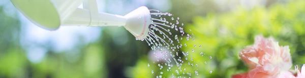 Watering your garden during Level 2 Sydney Water Restrictions