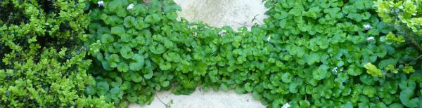 Native groundcover