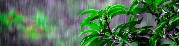 How to Restore Your Plants After Heavy Rain