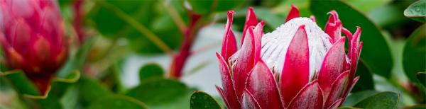 All about proteas