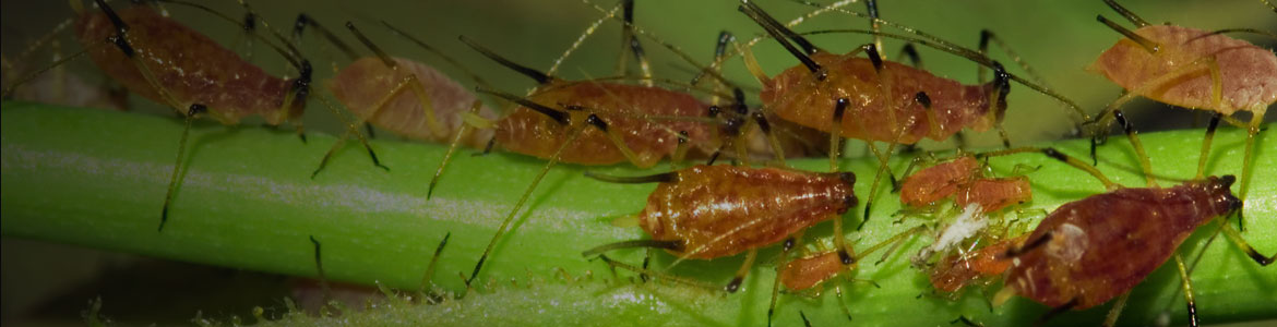 Adios aphids: how to identify and get rid of aphids