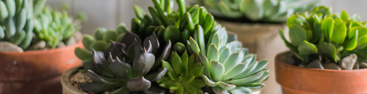 8 plants for your coffee table