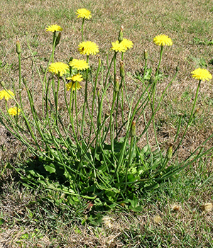 Identifying a garden weed, and understanding its growth and life cycle can help you work out a control strategy. Here are some of the most common in Sydney.
