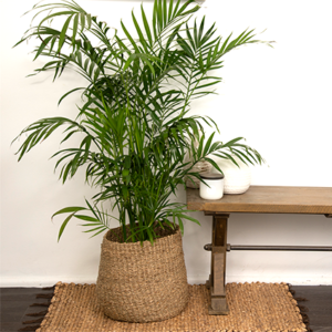 A beautiful Cascade Palm, presented in a relaxed basket on a matching woven mat next to a bench seat,
