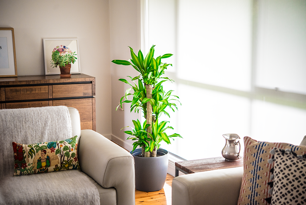 A bright and beautiful Happy Plant in a well-lit living room