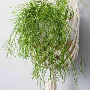 A Rhipsalis in a macrame hanging planter