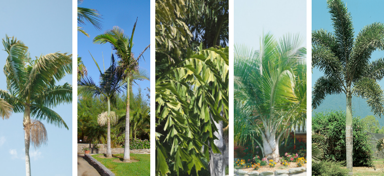 A series of images of outdoor palm trees showcasing their varying foliage and trunk shapes.