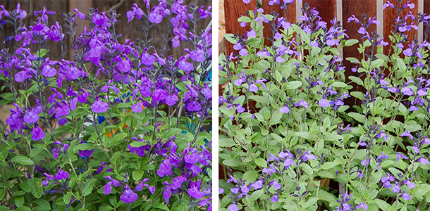 Stunning purple tones in the Salvia So Cool series.