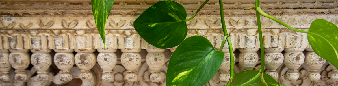 Pothos Plant Guide: How To Care For Devil's Ivy