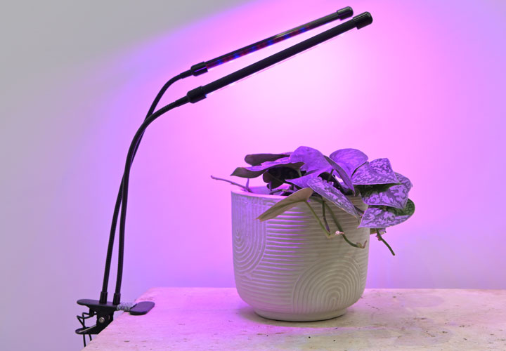 A satin pothos in a neutral-toned planter sitting beneath a grow light which is emitting a purple glow.