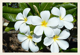 Frangipani-Plumeria-obtusa-'Singapore-White'-300x200