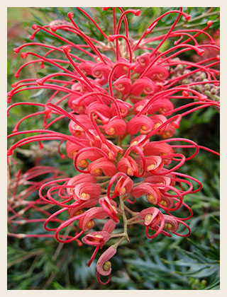 Grevillea-robyn-gordon-flower-320x420