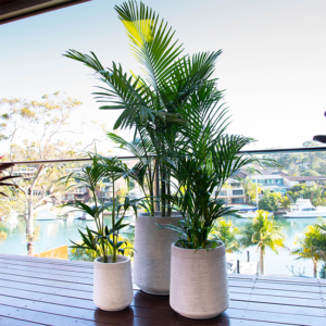 A selection of palms in various sizes, placed on a balcony in pots available from Flower Power.